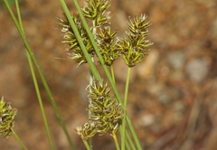Carex pachystachya