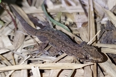 Hemidactylus frenatus