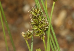 Carex pachystachya