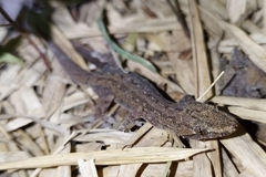 Hemidactylus frenatus