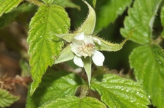 Rubus idaeus