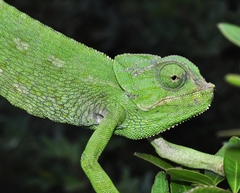 Chamaeleo chamaeleon chamaeleon