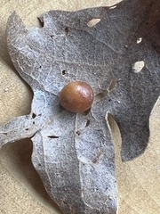 Xanthoteras eburneum