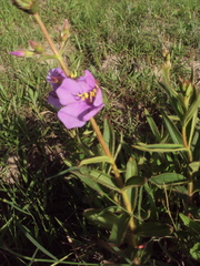 Chaetogastra gracilis
