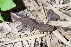 Hemidactylus frenatus