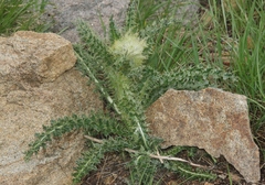 Cirsium scopulorum