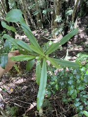 Myrsine salicina