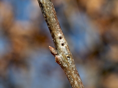 Callirhytis medularis