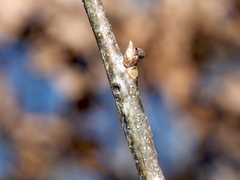 Callirhytis medularis