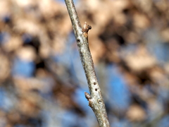 Callirhytis medularis