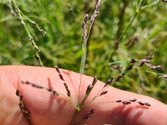 Catabrosella variegata