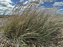 Leymus arenarius