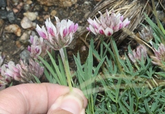 Trifolium dasyphyllum