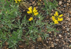 Thermopsis montana