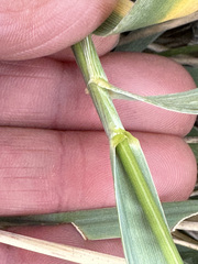 Leymus arenarius