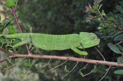 Chamaeleo chamaeleon chamaeleon