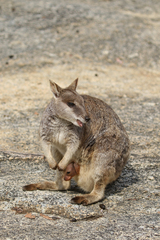 Petrogale mareeba