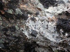 Lecanora rupicola