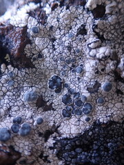Lecanora rupicola