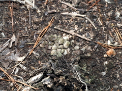 Callirhytis elliptica