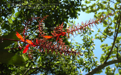 Aechmea bracteata