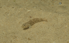 Bathygobius cocosensis