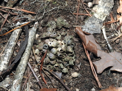 Callirhytis elliptica