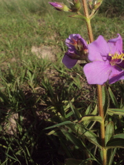 Chaetogastra gracilis