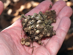 Callirhytis elliptica