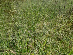 Catabrosella variegata