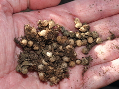 Callirhytis elliptica