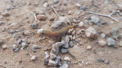 Saurodactylus