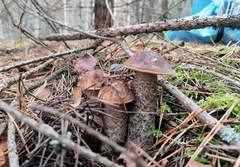 Leccinum scabrum