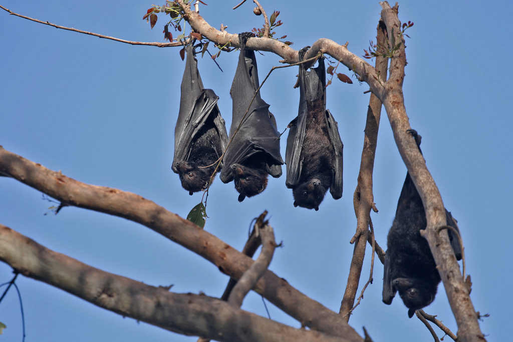 black-flying-fox-from-inglewood-qld-4387-australia-on-november-1-2022
