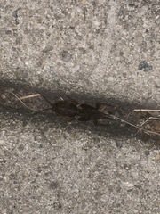 Neocurtilla