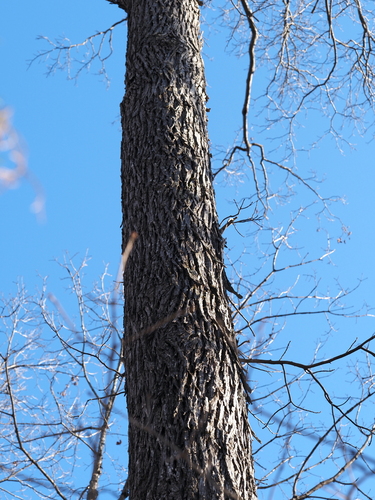 Image of Carya ovalis by (c) Jeff Clark, some rights reserved (CC BY)