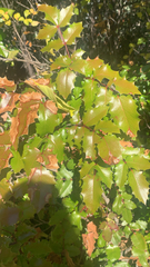Berberis