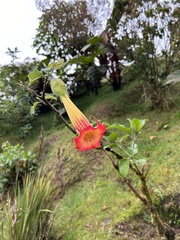 Brugmansia sanguinea