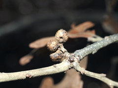 Andricus quercuspetiolicola