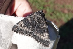 Catocala grotiana