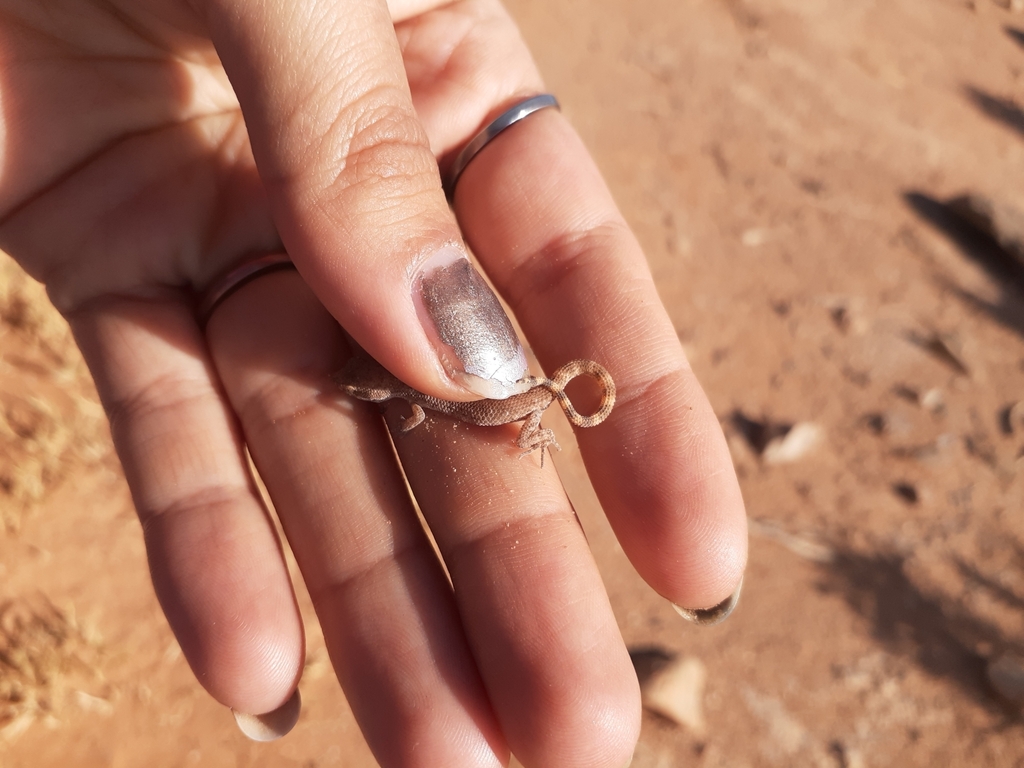 Algerian Sand Gecko From Guelmim MA GE MA On November 23 2022 At 11 haerin-image-355321-asiachan-kpop-image-board