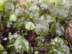 Hymenophyllum nephrophyllum