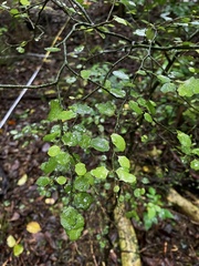 Melicytus micranthus