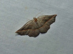 Metanema determinata