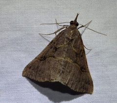 Hypena edictalis