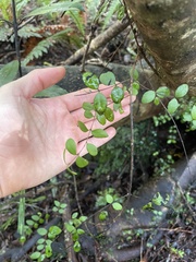 Metrosideros fulgens