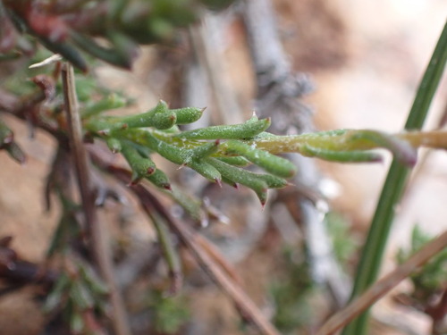 Image of Ursinia heterodonta by (c) Ren Hoekstra, some rights reserved (CC BY)