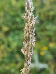 Koeleria eriostachya