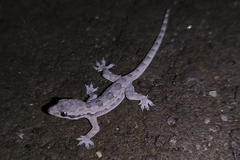 Hemidactylus platyurus