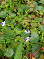 Lindernia grandiflora